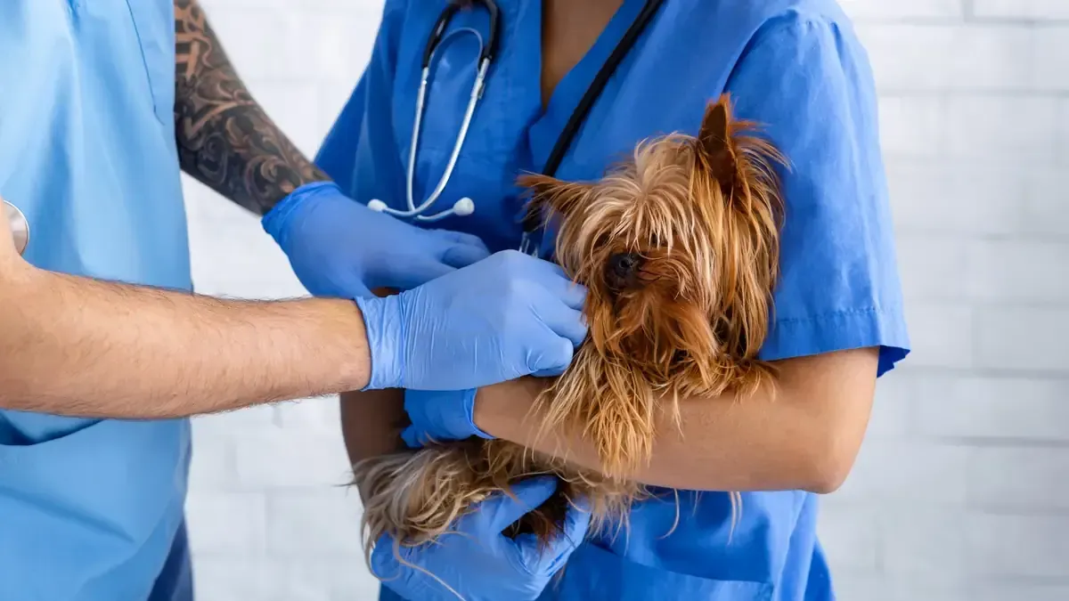 Dos veterinarios con uniformes azules examinan a un perro pequeño.
